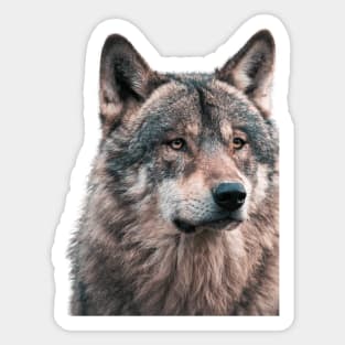 Wolf Sticker